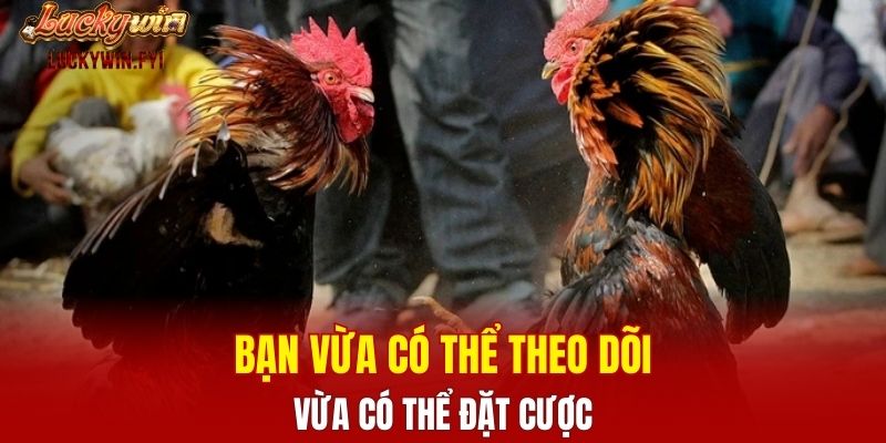 Bạn vừa có thể theo dõi vừa có thể đặt cược