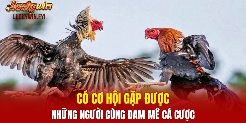 Có cơ hội gặp được những người cùng đam mê cá cược