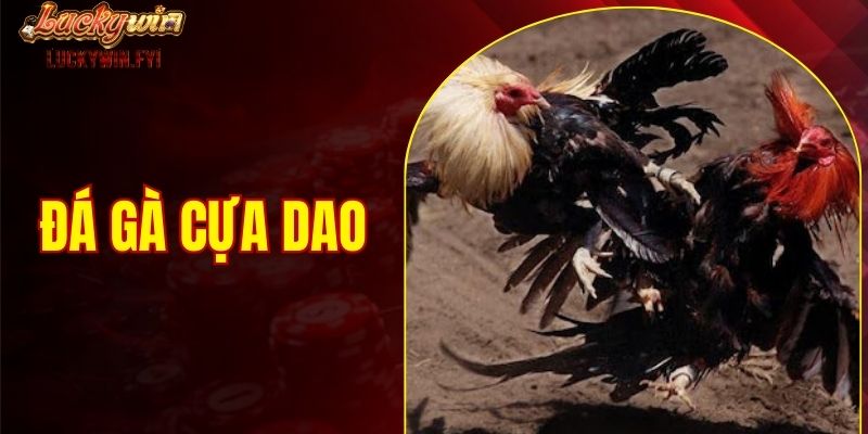 Đá gà cựa dao