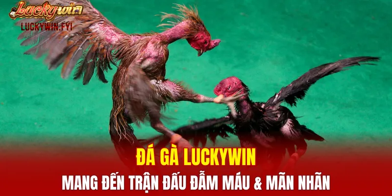 Đá gà LUCKYWIN mang đến những trận đấu đẫm máu và mãn nhãn