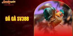 đá gà sv388