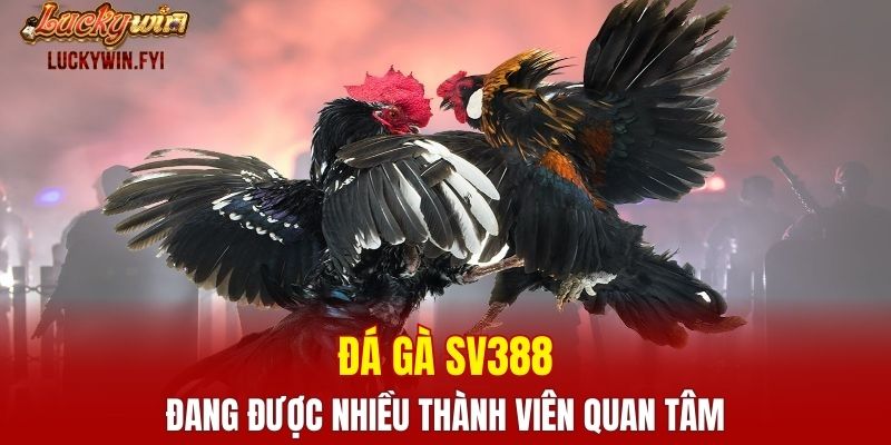 Đá gà SV388 đang được nhiều thành viên quan tâm