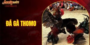 Đá gà thomo