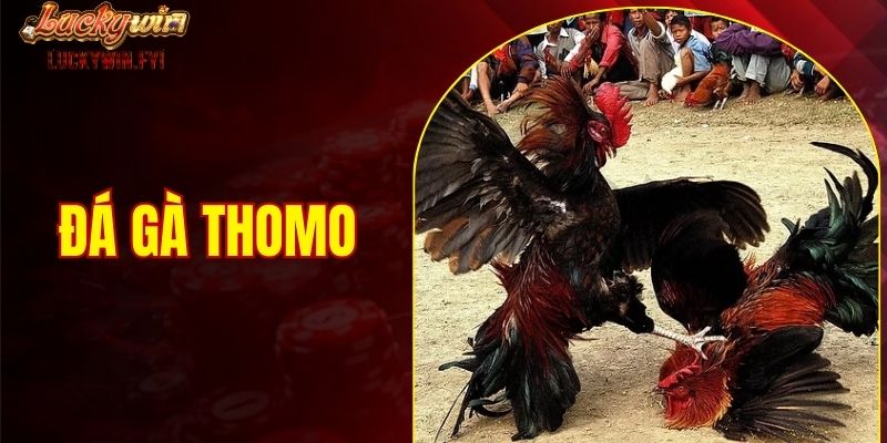 Đá gà thomo