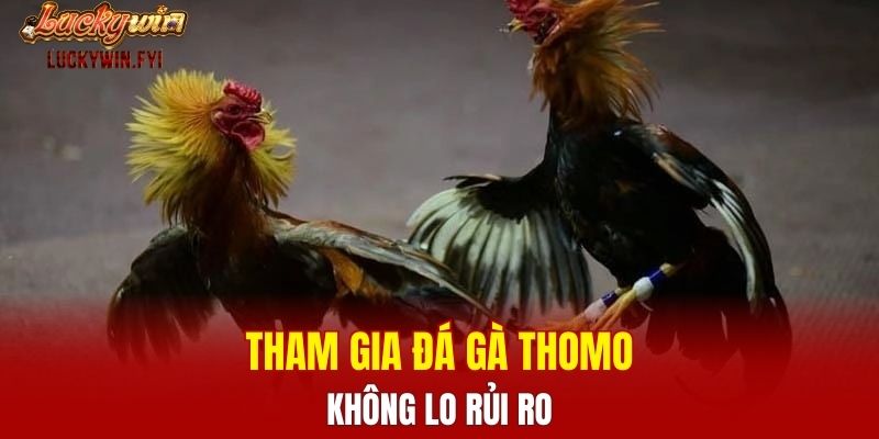 Tham gia đá gà Thomo không lo rủi ro